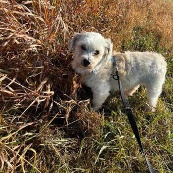 Waylon -  Coton De Tulear Dog for Adoption in Calgary, Alberta - Waylon | PetCurious