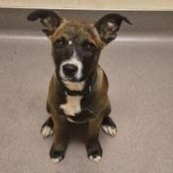 Badger -  Pit Bull Terrier and Mixed Breed Dog for Adoption in Norman, Oklahoma - Badger | PetCurious
