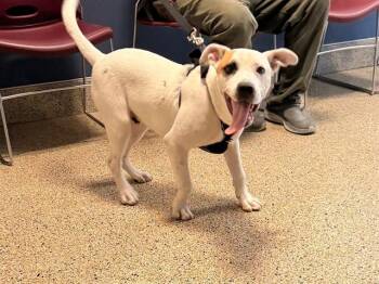 Pit Bull Terrier Dogs Available for Adoption - COQUITO | PetCurious