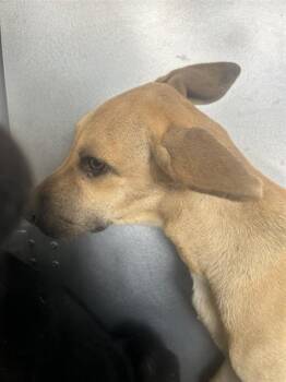 A661443 -  German Shepherd Dog and Mixed Breed Dog for Adoption in Houston, Texas - A661443 | PetCurious