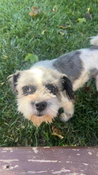 Molly -  Shih Tzu Dog for Adoption in New London, Wisconsin - Molly | PetCurious