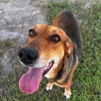 EVERGREEN -  Hound and Mixed Breed Dog for Adoption in Indiantown, Florida - EVERGREEN | PetCurious