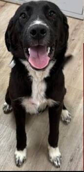 Labrador Retriever Dogs Available for Adoption in Lexington, Kentucky - Budda | PetCurious
