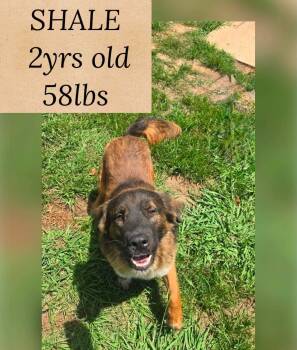 SHALE -  Shepherd Dog for Adoption in Holbrook, New York - SHALE | PetCurious
