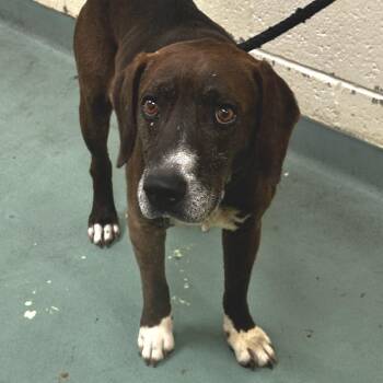 Mixed Breed Dogs Available for Adoption in Memphis, Tennessee - Christoph | PetCurious