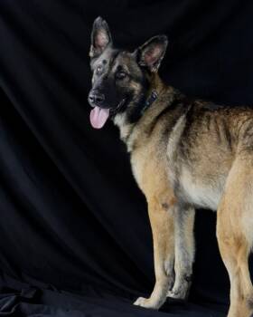 Rescue German Shepherd Dog and Belgian Shepherd Malinois Dogs for Adoption in Ocean Springs, Mississippi - Rufus - AKA Rufus The Dufus! | PetCurious