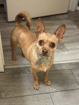 Oscar -  Terrier and Chihuahua Dog for Adoption in Phoenix, Arizona - Oscar | PetCurious