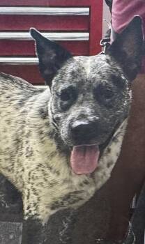 Blue -  Australian Cattle Dog Blue Heeler Dog for Adoption in Fort Madison, Iowa - Blue | PetCurious