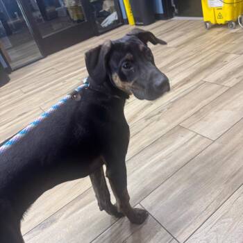 Hound and Mixed Breed Dogs Available for Adoption in Newark, New Jersey - Ranger | PetCurious