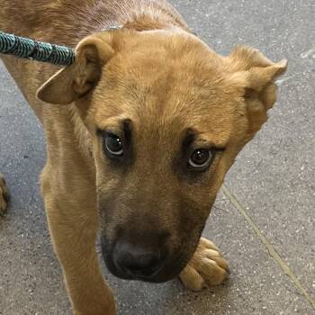 108164 -  Mixed Breed Dog for Adoption in Las Cruces, New Mexico - 108164 | PetCurious