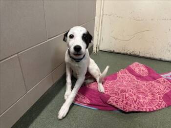 Mixed Breed Dogs Available for Adoption in Santa Fe, New Mexico - BOBBY | PetCurious
