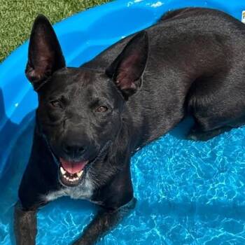 Courtney -  Australian Cattle Dog Blue Heeler and Labrador Retriever Dog for Adoption in Center Point, Texas - Courtney | PetCurious