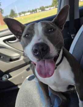 Rescue Mixed Breed Dogs for Adoption in West Chester, Pennsylvania - Baby | PetCurious