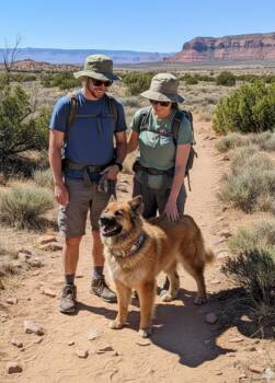 Shepherd and Chow Chow Dogs Available for Adoption - WILLOW | PetCurious