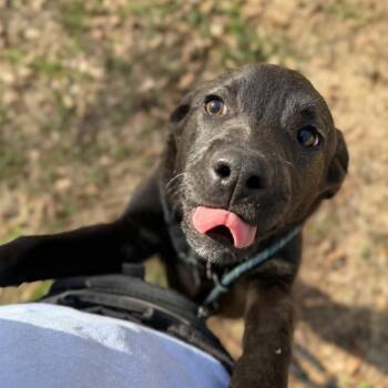 Labrador Retriever Dogs Available for Adoption - Mario | PetCurious