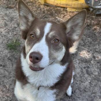 Rescue Siberian Husky Dogs for Adoption in Savannah, Georgia - Eileen | PetCurious