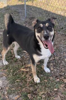 Mischa -  Pit Bull Terrier Dog for Adoption in Plant City, Florida - Mischa | PetCurious