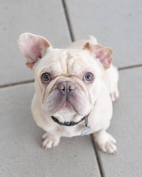 Waldo -  French Bulldog Dog for Adoption in Pontiac, Michigan - Waldo | PetCurious