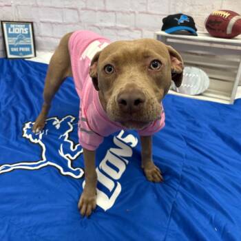 Honey -  Pit Bull Terrier and Mixed Breed Dog for Adoption in Oxford, Michigan - Honey | PetCurious