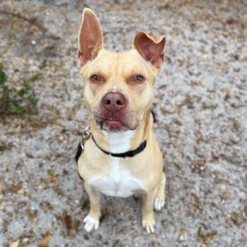 Josh -  Mixed Breed Dog Available for Adoption in Sarasota, Florida - Josh | PetCurious