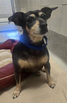 JACKIE -  Dachshund Dog for Adoption in Auburn, California - JACKIE | PetCurious