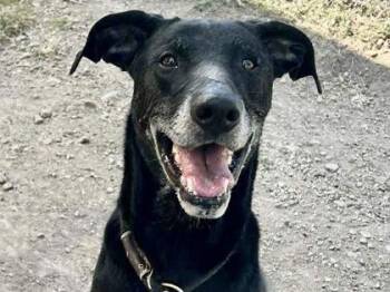 Rescue Mixed Breed Dogs for Adoption in Georgetown, Texas - Jack | PetCurious