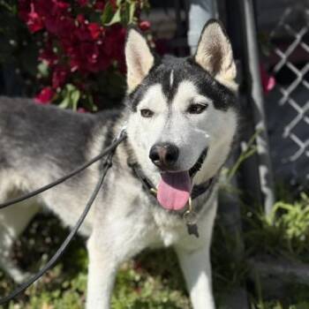 Husky Dogs Available for Adoption in Chicago, Illinois - Nalu | PetCurious