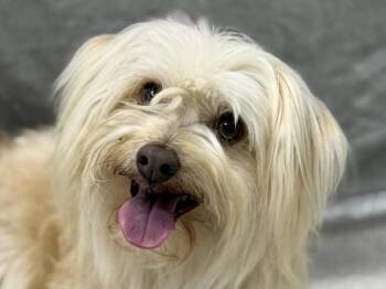 Shiloh -  Maltese Dog for Adoption in Portland, Oregon - Shiloh | PetCurious
