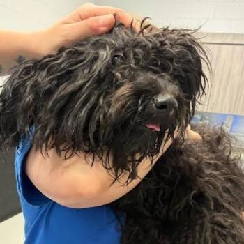 Mixed Breed Dogs Available for Adoption - Archie | PetCurious