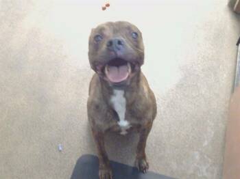 KYLO -  Staffordshire Bull Terrier and Mixed Breed Dog for Adoption in Sacramento, California - KYLO | PetCurious
