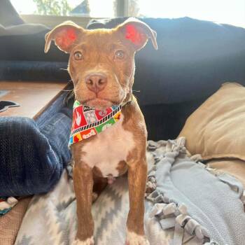Pit Bull Terrier and Mixed Breed Dogs Available for Adoption in Dysart, Iowa - Benny | PetCurious