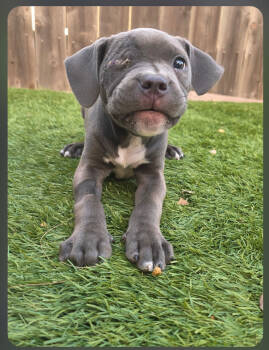 Rescue American Staffordshire Terrier Dogs for Adoption in San Diego, California - Lyric | PetCurious