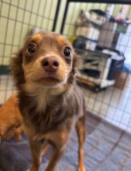 Chihuahua Dogs Available for Adoption - Kiki | PetCurious