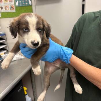 Indigo -  Mixed Breed Dog Available for Adoption in Columbiana, Alabama - Indigo | PetCurious