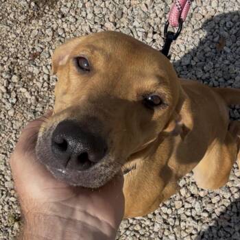 Debbie -  Labrador Retriever Dog for Adoption in Columbia, South Carolina - Debbie | PetCurious
