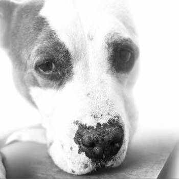 Gracie Lou -  American Bulldog and Mixed Breed Dog Available for Adoption in Hagerstown, Maryland - Gracie Lou | PetCurious