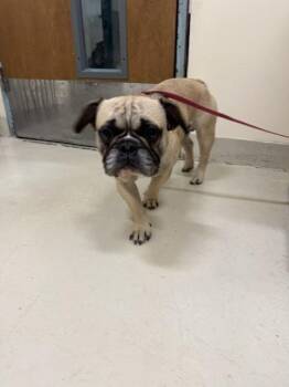 CASH -  French Bulldog Dog for Adoption in Fremont, California - CASH | PetCurious