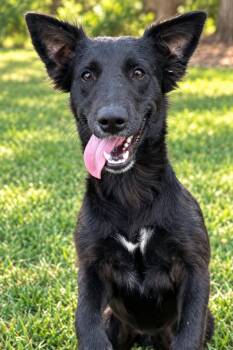 Cassidy -  Labrador Retriever Dog for Adoption in Chattanooga, Tennessee - Cassidy | PetCurious