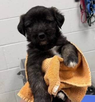 Chewy -  Mixed Breed Dog for Adoption in Kansas City, Missouri - Chewy | PetCurious