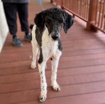 Jojo -  Poodle Dog for Adoption in Slidell, Louisiana - Jojo | PetCurious