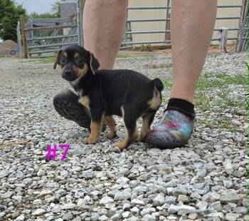 Trudy -  Rat Terrier and Yorkshire Terrier Dog for Adoption in Waterloo, Illinois - Trudy | PetCurious