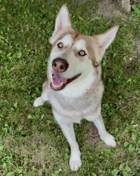 Anastasia -  Alaskan Malamute Dog for Adoption in Midland, Michigan - Anastasia | PetCurious