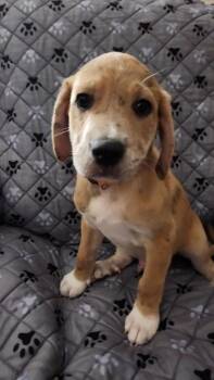 Rocket -  Mountain Dog and Catahoula Leopard Dog Dog for Adoption in St. Augustine, Florida - Rocket | PetCurious