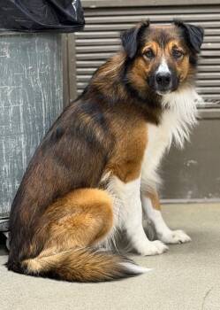 English Shepherd Dogs Available for Adoption - Buddy | PetCurious