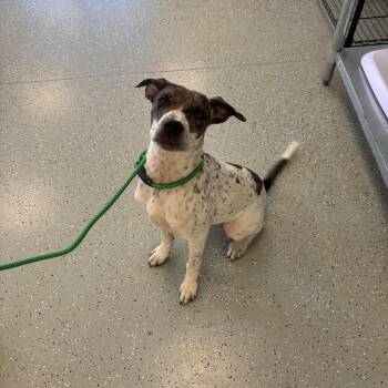 Tempah -  German Shorthaired Pointer and Australian Cattle Dog Blue Heeler Dog for Adoption in Galax, Virginia - Tempah | PetCurious