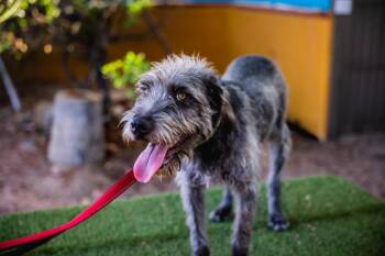 Smokey -  Schnauzer and Irish Wolfhound Dog for Adoption in Anacortes, Washington - Smokey | PetCurious