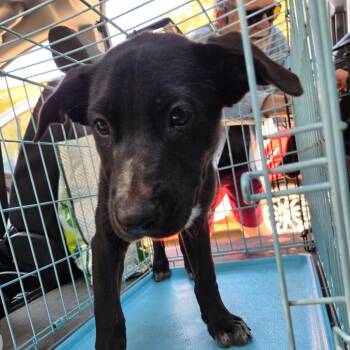 Brutus -  Mixed Breed Dog for Adoption in Leander, Texas - Brutus | PetCurious