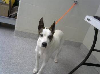 Dutch Shepherd and Mixed Breed Dogs Available for Adoption in Pasadena, Texas - BREADEN | PetCurious