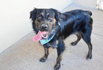 Klunk -  Shepherd Dog for Adoption in Mckinney, Texas - Klunk | PetCurious