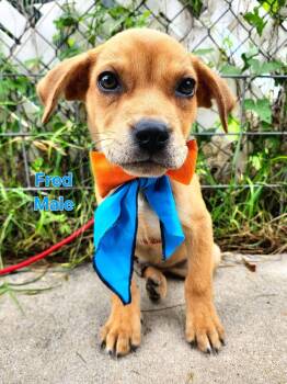 Fred CS -  Labrador Retriever Dog for Adoption in Columbia, Maryland - Fred CS | PetCurious